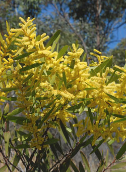 Wattle you do on National Wattle Day the 1st of September 1