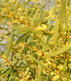 Wattle you do on National Wattle Day the 1st of September 2